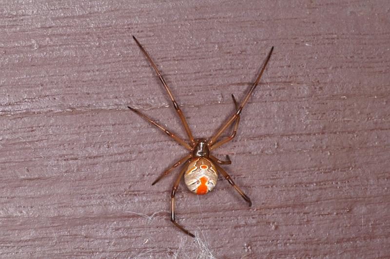 Latrodectus_hasselti_D3408_Z_92_E. of Nuendah homestead_Australie.jpg